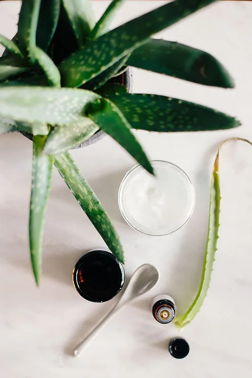 Aloe & Coconut Shave Cream